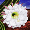 Argentine Giant Cactus